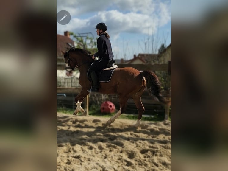 Niemiecki kuc wierzchowy Wałach 6 lat 142 cm Ciemnokasztanowata in Reiskirchen