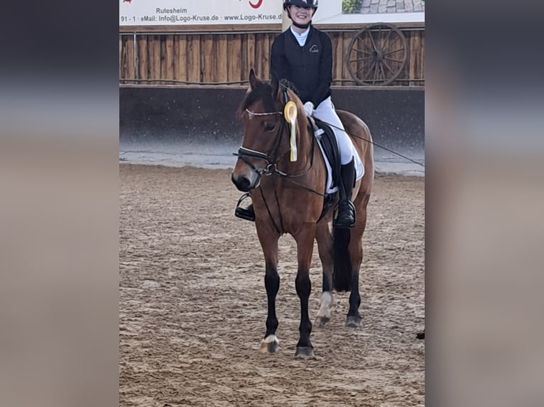 Niemiecki kuc wierzchowy Wałach 6 lat 143 cm Jasnogniada in Magstadt