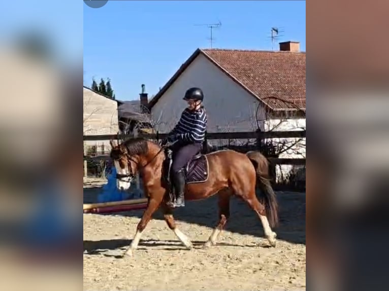 Niemiecki kuc wierzchowy Wałach 6 lat 144 cm Ciemnokasztanowata in Reiskirchen