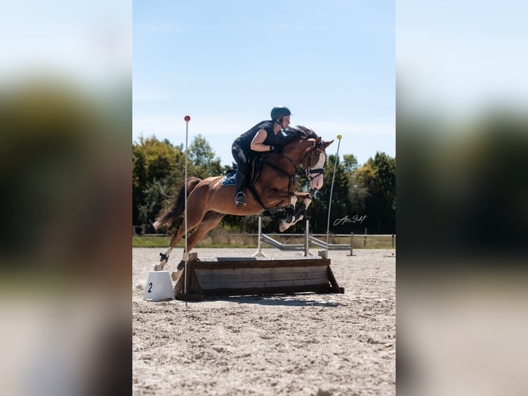 Niemiecki kuc wierzchowy Wałach 6 lat 144 cm Ciemnokasztanowata in Reiskirchen