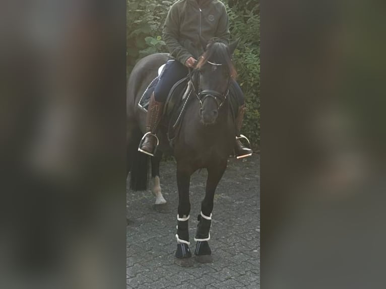 Niemiecki kuc wierzchowy Wałach 6 lat 144 cm Kara in Schlangen