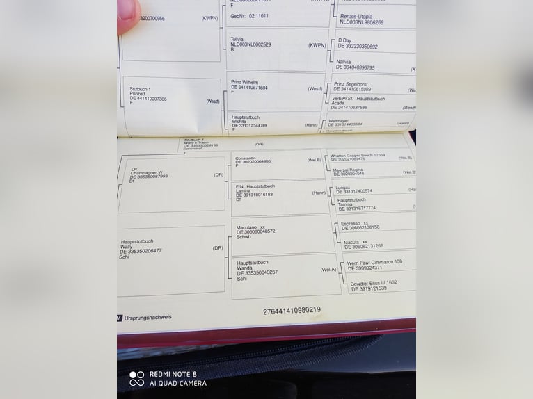 Niemiecki kuc wierzchowy Wałach 6 lat 144 cm Kasztanowata in Hennef