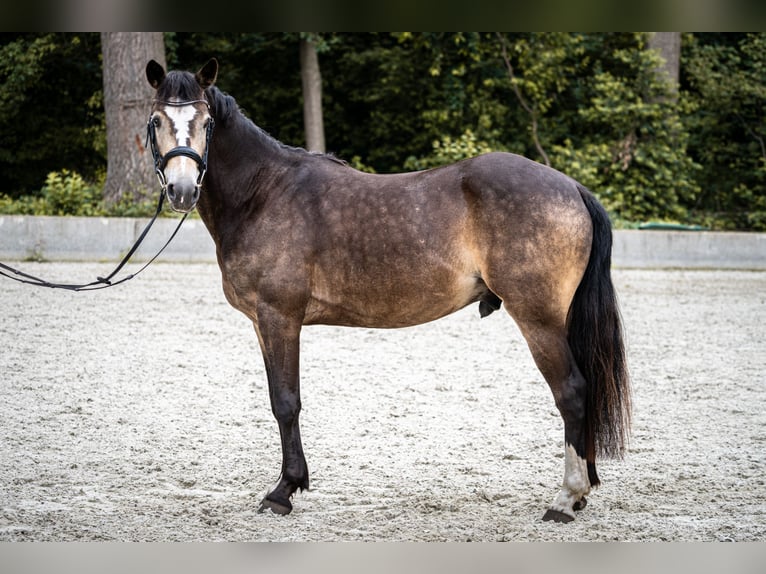 Niemiecki kuc wierzchowy Wałach 6 lat 145 cm Jelenia in Versmold