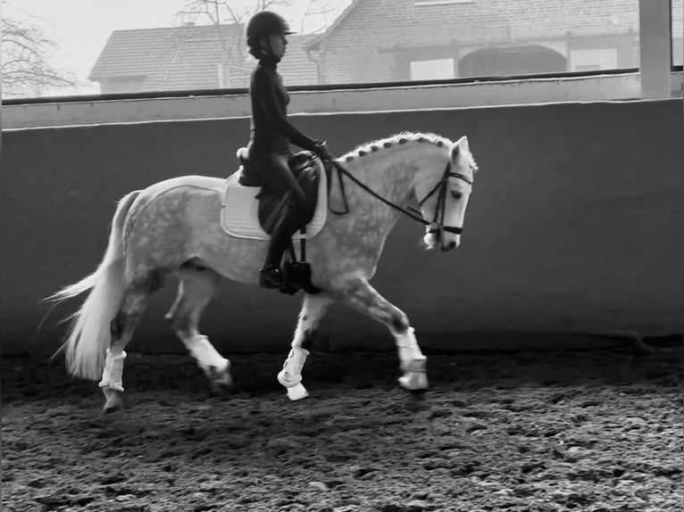 Niemiecki kuc wierzchowy Wałach 6 lat 145 cm Siwa jabłkowita in Wesel