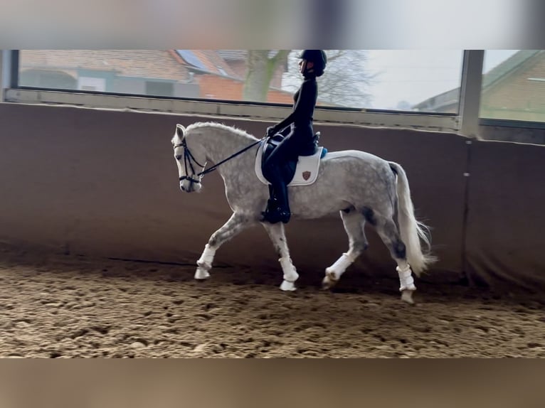 Niemiecki kuc wierzchowy Wałach 6 lat 145 cm Siwa jabłkowita in Wesel