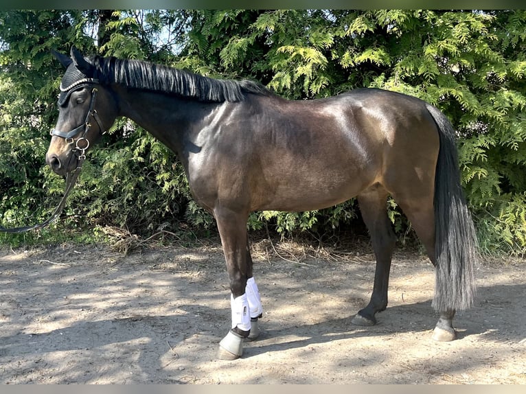 Niemiecki kuc wierzchowy Wałach 6 lat 145 cm Skarogniada in Westerholt