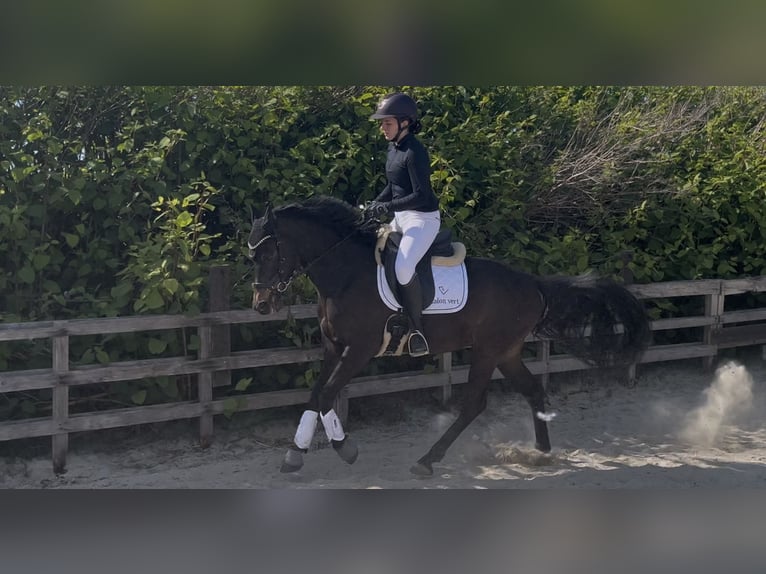 Niemiecki kuc wierzchowy Wałach 6 lat 145 cm Skarogniada in Westerholt