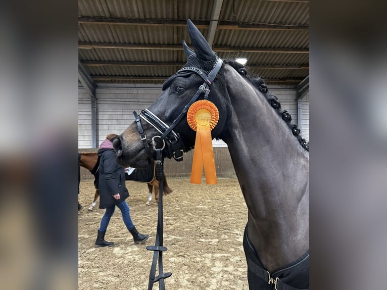 Niemiecki kuc wierzchowy Wałach 6 lat 145 cm Skarogniada in Westerholt