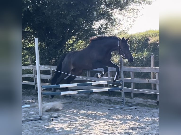 Niemiecki kuc wierzchowy Wałach 6 lat 145 cm Skarogniada in Westerholt