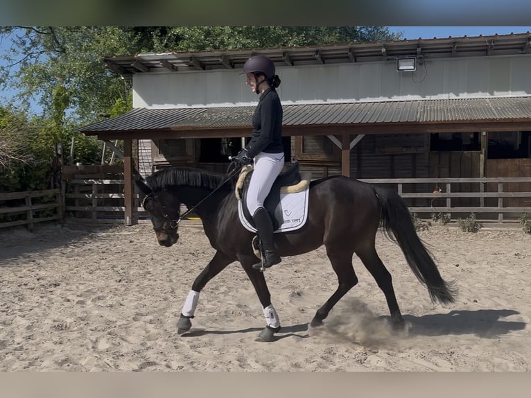 Niemiecki kuc wierzchowy Wałach 6 lat 145 cm Skarogniada in Westerholt