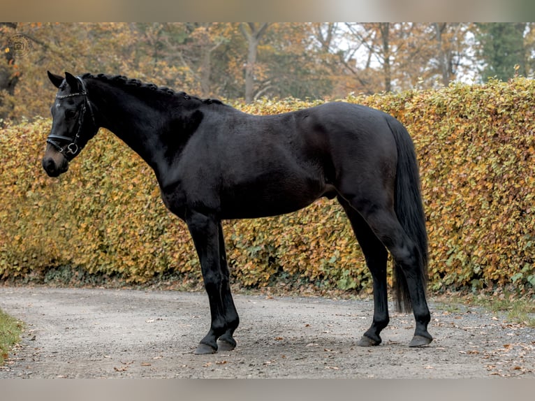 Niemiecki kuc wierzchowy Wałach 6 lat 145 cm Skarogniada in Westerholt