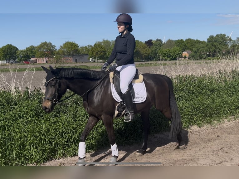 Niemiecki kuc wierzchowy Wałach 6 lat 145 cm Skarogniada in Westerholt