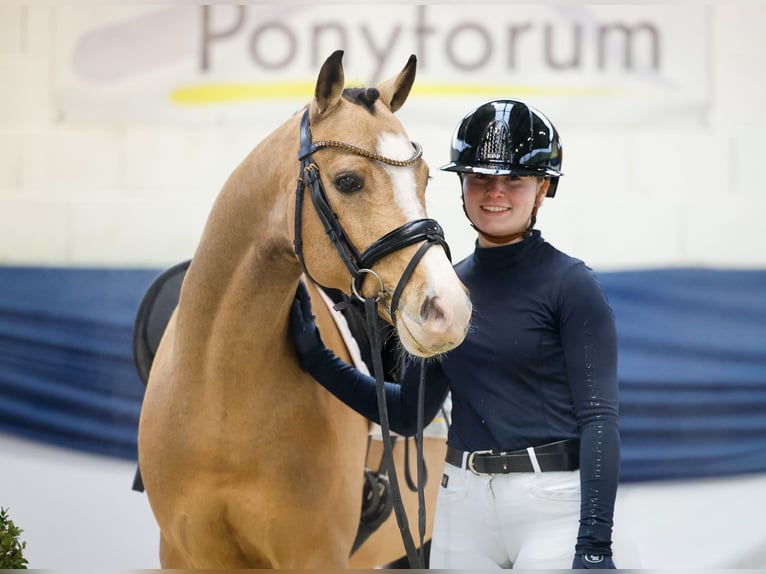 Niemiecki kuc wierzchowy Wałach 6 lat 146 cm Bułana in Marsberg