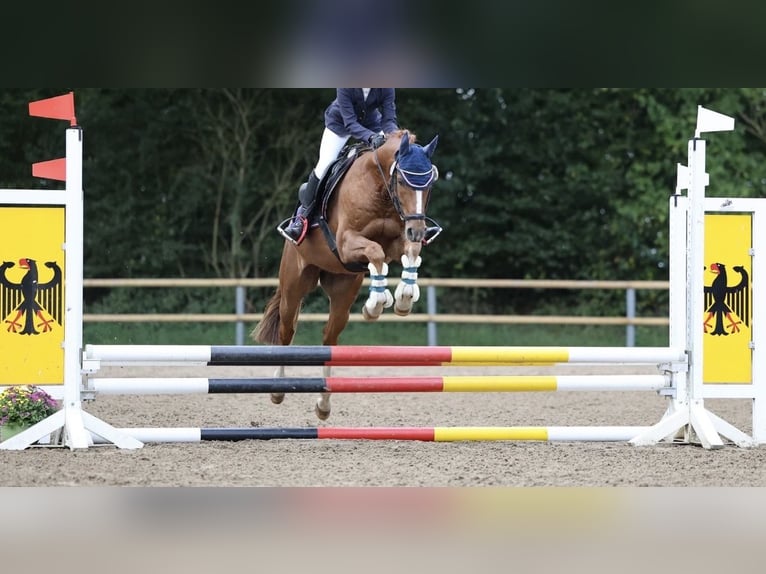 Niemiecki kuc wierzchowy Wałach 6 lat 146 cm Ciemnokasztanowata in Marsberg