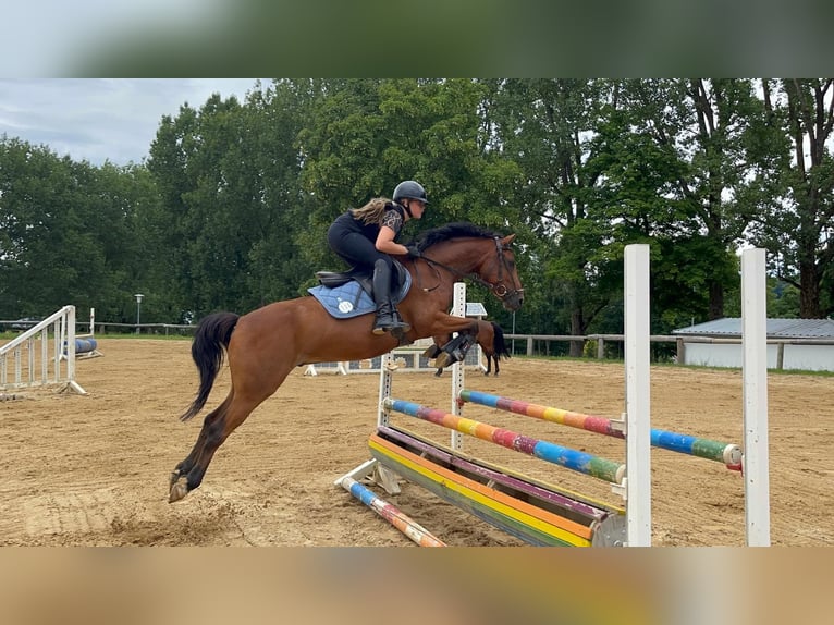Niemiecki kuc wierzchowy Wałach 6 lat 146 cm Gniada in Lengenfeld