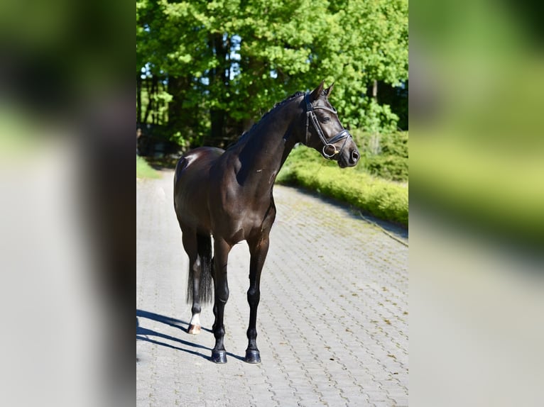 Niemiecki kuc wierzchowy Wałach 6 lat 146 cm Kara in Visbek