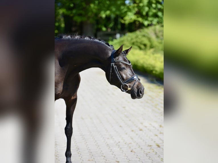 Niemiecki kuc wierzchowy Wałach 6 lat 146 cm Kara in Visbek