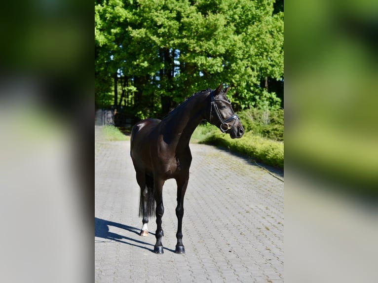 Niemiecki kuc wierzchowy Wałach 6 lat 146 cm Kara in Visbek