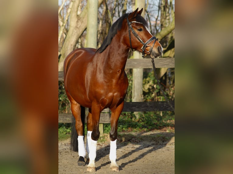 Niemiecki kuc wierzchowy Wałach 6 lat 147 cm Ciemnogniada in Dortmund