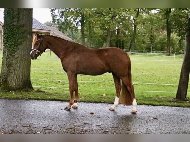 Niemiecki kuc wierzchowy Wałach 6 lat 147 cm Ciemnokasztanowata in Recke, bei Osnabrück