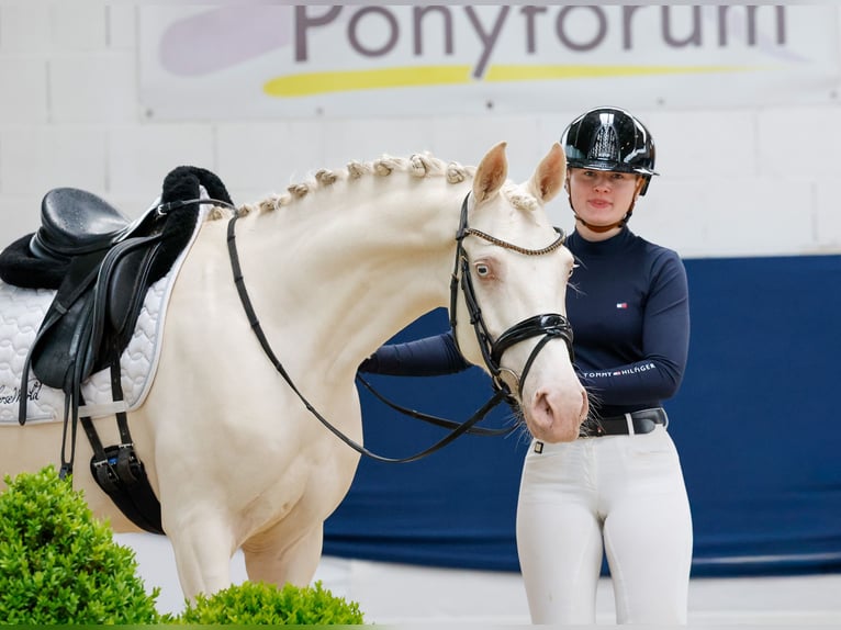 Niemiecki kuc wierzchowy Wałach 6 lat 147 cm Cremello in Marsberg