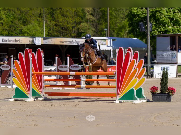 Niemiecki kuc wierzchowy Wałach 6 lat 147 cm Gniada in Herten