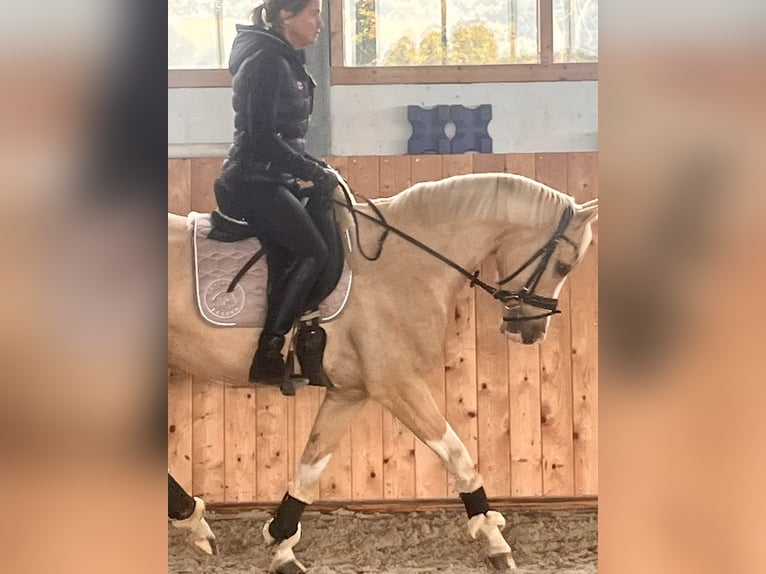 Niemiecki kuc wierzchowy Wałach 6 lat 147 cm Izabelowata in Dülmen