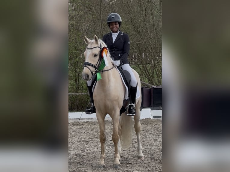 Niemiecki kuc wierzchowy Wałach 6 lat 147 cm Izabelowata in Lauenburg