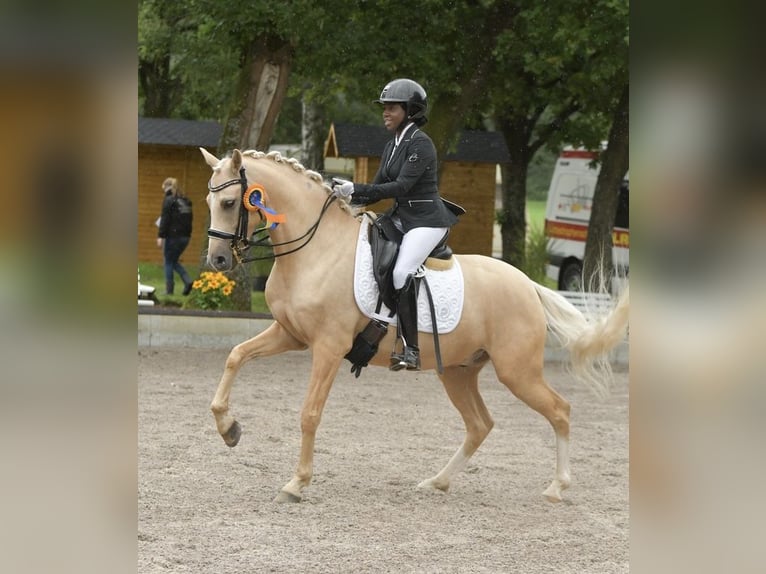 Niemiecki kuc wierzchowy Wałach 6 lat 147 cm Izabelowata in Lauenburg