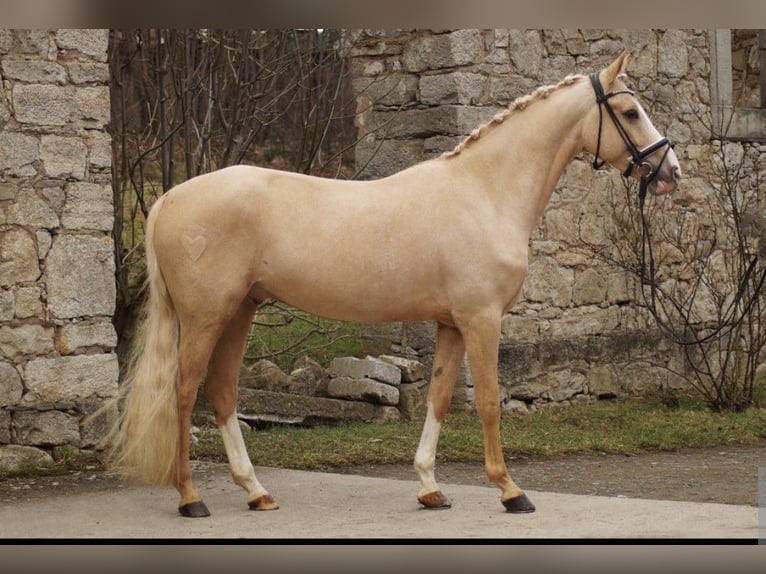 Niemiecki kuc wierzchowy Wałach 6 lat 147 cm Izabelowata in Werder