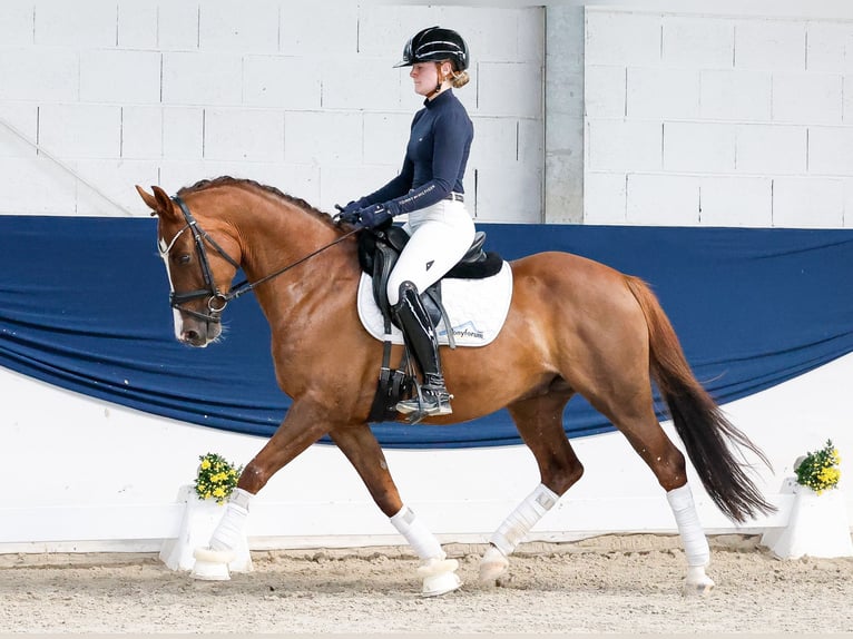 Niemiecki kuc wierzchowy Wałach 6 lat 147 cm Kasztanowata in Marsberg