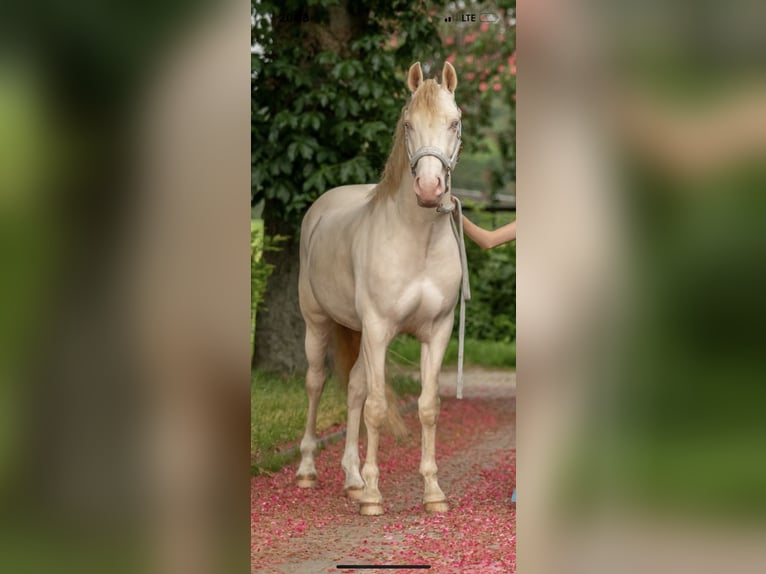 Niemiecki kuc wierzchowy Wałach 6 lat 147 cm Perlino in Delbrück