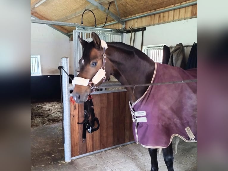 Niemiecki kuc wierzchowy Wałach 6 lat 148 cm Ciemnogniada in Lingen