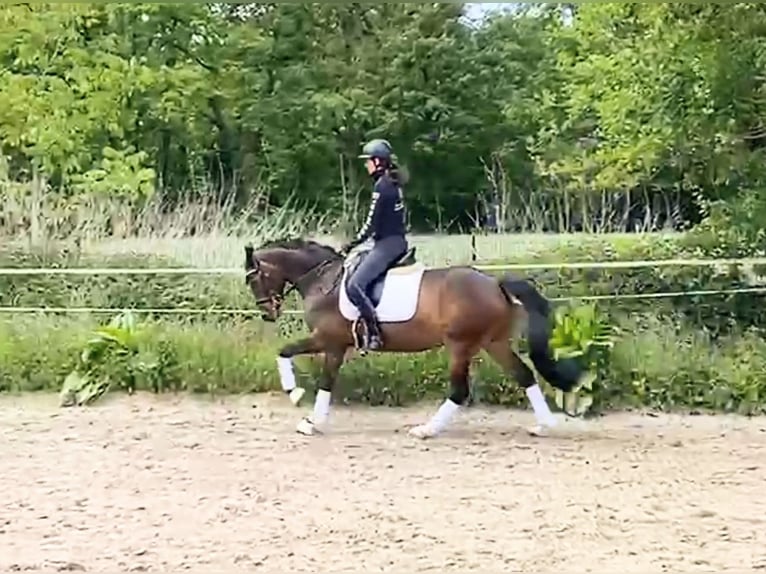 Niemiecki kuc wierzchowy Wałach 6 lat 148 cm Ciemnogniada in Lingen