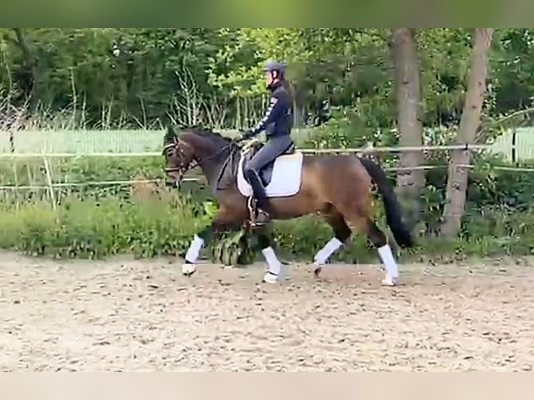 Niemiecki kuc wierzchowy Wałach 6 lat 148 cm Ciemnogniada in Lingen