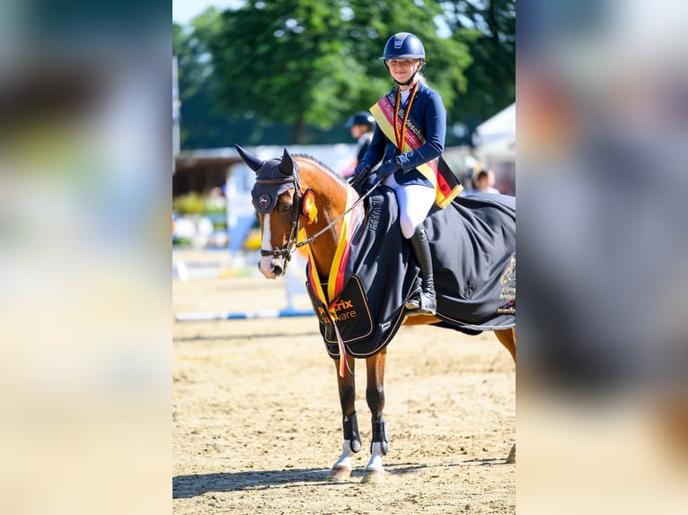 Niemiecki kuc wierzchowy Wałach 6 lat 148 cm Gniada in Marsberg