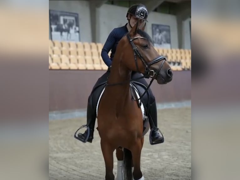 Niemiecki kuc wierzchowy Wałach 6 lat 148 cm Gniada in Randbøl