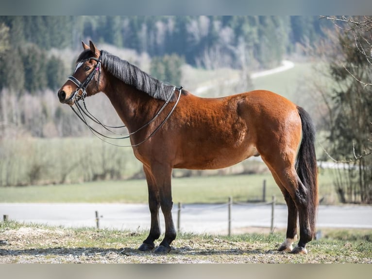 Niemiecki kuc wierzchowy Wałach 6 lat 148 cm Gniada in Rinchnach