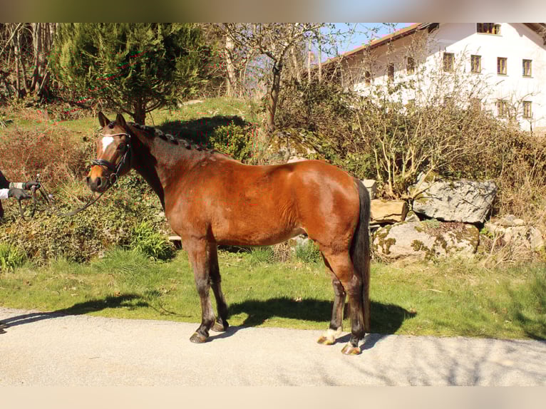 Niemiecki kuc wierzchowy Wałach 6 lat 148 cm Gniada in Rinchnach