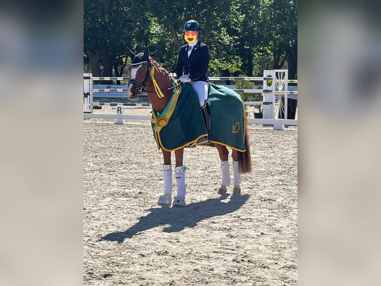 Niemiecki kuc wierzchowy Wałach 6 lat 148 cm Kasztanowata in Pulheim
