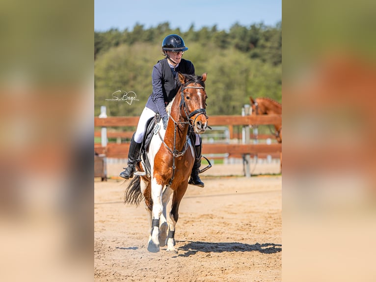 Niemiecki kuc wierzchowy Wałach 6 lat 148 cm Srokata in Schwedt/Oder