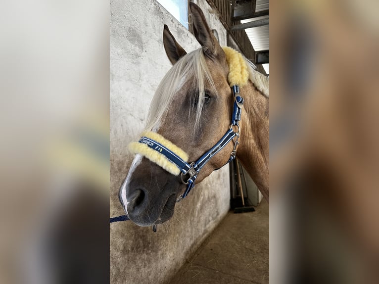 Niemiecki kuc wierzchowy Wałach 6 lat 152 cm Izabelowata in Kreuztal