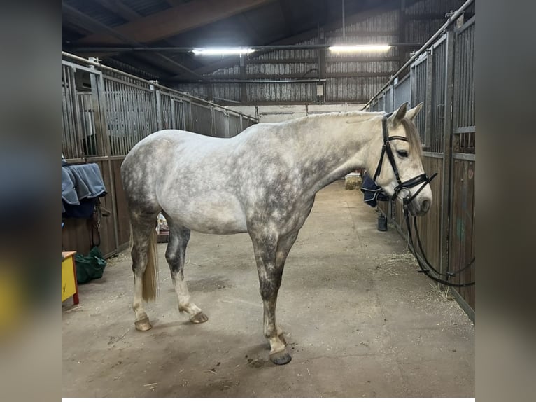 Niemiecki kuc wierzchowy Wałach 6 lat 157 cm Siwa in Merzig