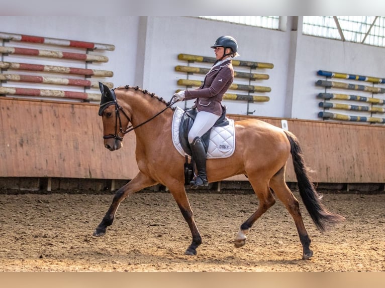 Niemiecki kuc wierzchowy Wałach 6 lat 158 cm Bułana in Ennepetal