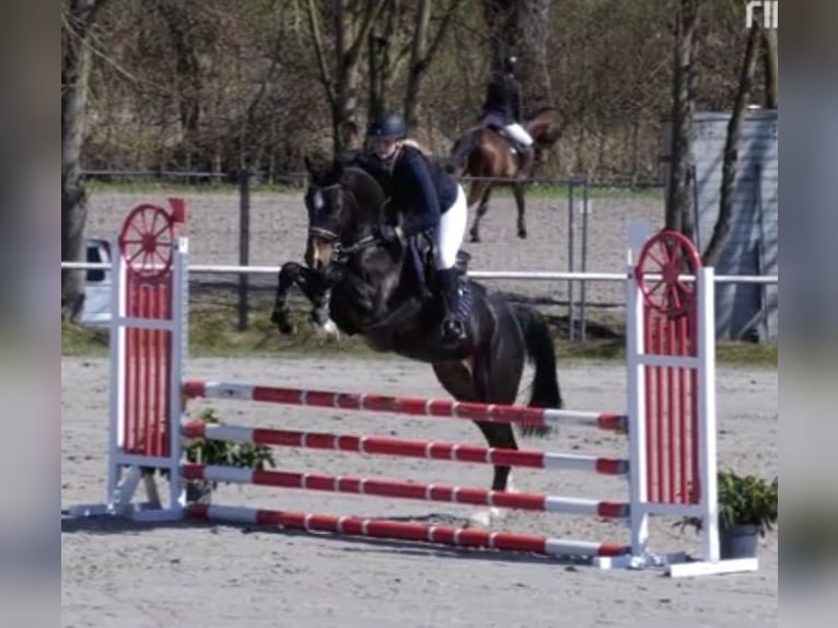 Niemiecki kuc wierzchowy Wałach 6 lat 160 cm Skarogniada in Neuental