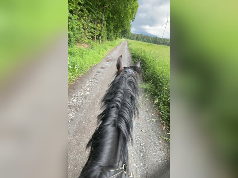 Niemiecki kuc wierzchowy Wałach 6 lat 160 cm Skarogniada in Neuental