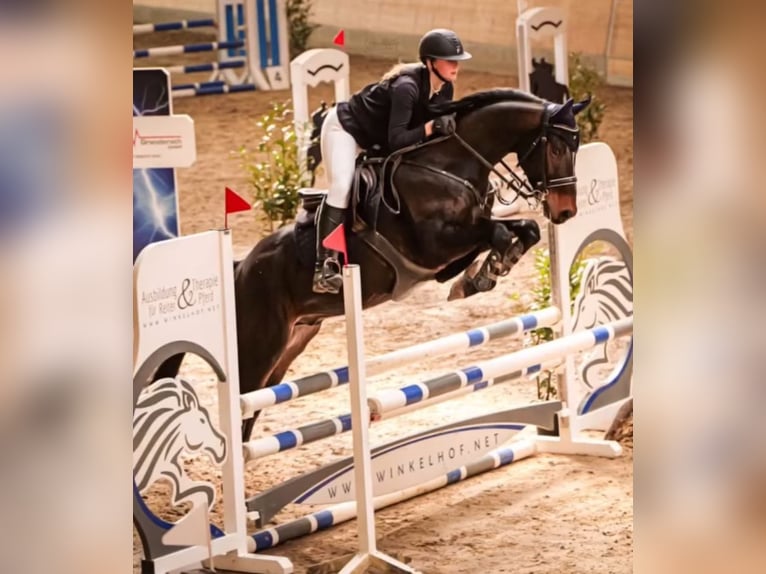 Niemiecki kuc wierzchowy Wałach 6 lat 160 cm Skarogniada in Neuental