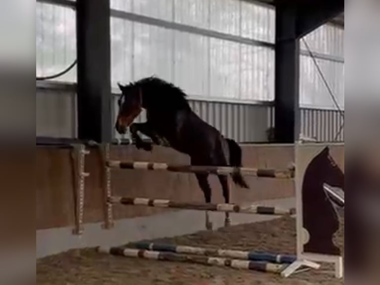 Niemiecki kuc wierzchowy Wałach 6 lat 160 cm Skarogniada in Neuental