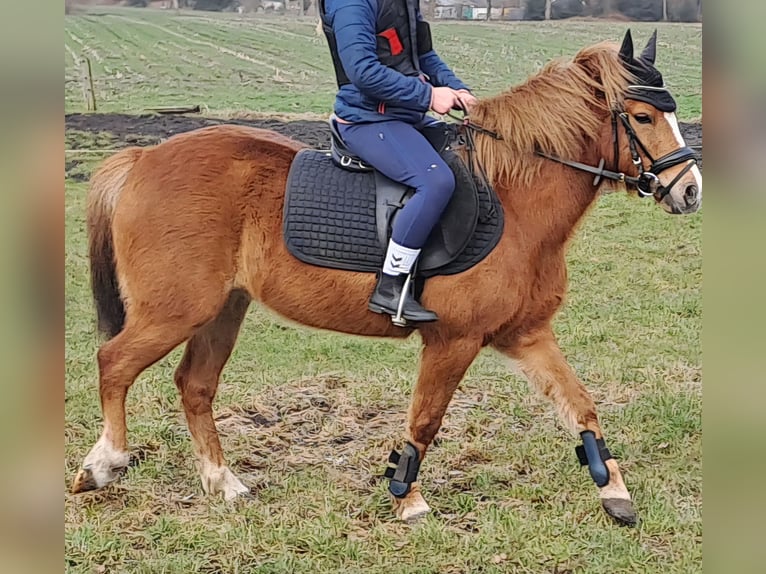 Niemiecki kuc wierzchowy Mix Wałach 7 lat 130 cm Kasztanowata in Nordhorn