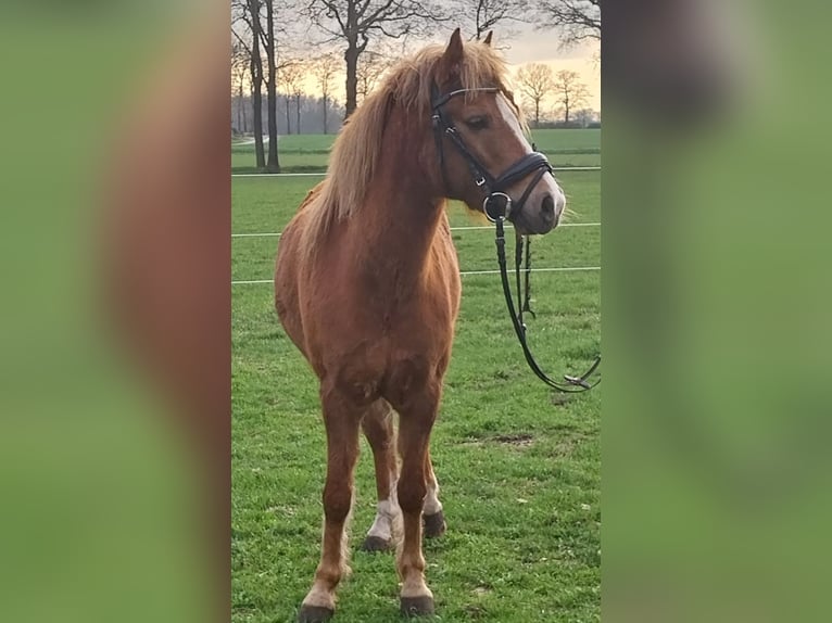 Niemiecki kuc wierzchowy Mix Wałach 7 lat 130 cm Kasztanowata in Nordhorn